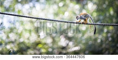 Common Squirrel Monkey (Saimiri sciureus; shallow DOF)