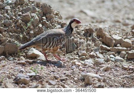 Red-legged Partridge Alectoris Rufa Calling To Their Chicks.