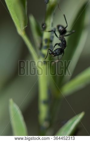Ant Camponotus Rufoglaucus Feai, El Juncal Ravine.