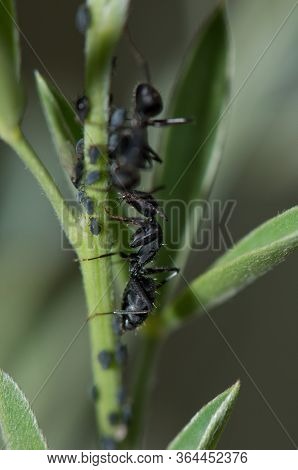 Ants Camponotus Rufoglaucus Feai And Aphids, El Juncal Ravine.