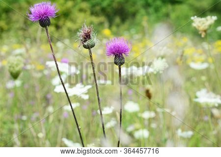 Pink Flower Carduus Nutans, Musk Thistle Among White And Yellow Flowers On A Blooming Meadow In Summ