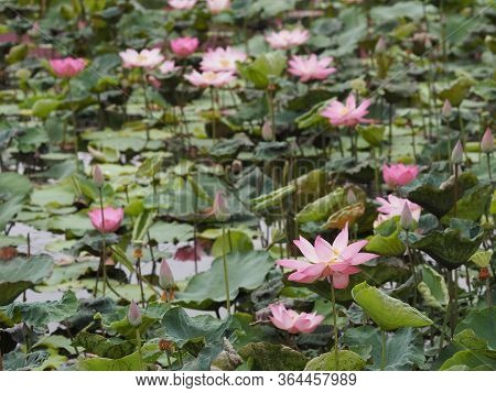 Water Lily Plantae, Sacred Lotus, Bean Of India, Nelumbo, Nelumbonaceae Name Flower In Pond Large Fl