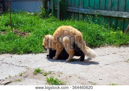 Pairing Mating Cat, Red Cat Makes Love With A Black Cat. Love Games Animal.