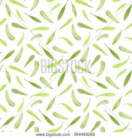 Watercolor Tea Tree Leaf Seamless Pattern. Hand Drawn Illustration Of Melaleuca. Little Green Fallen