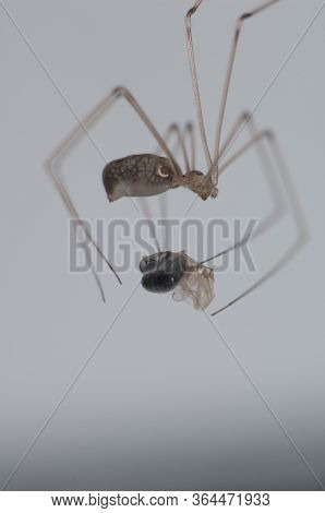 Harvestman Wrapping A Wasp In Silk, Cruz De Pajonales.