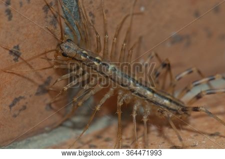 House Centipede Scutigera Coleoptrata, Cruz De Pajonales.