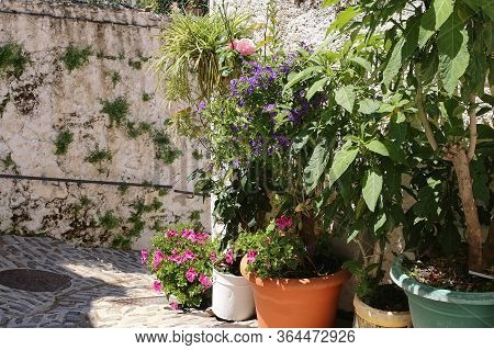 Clay Pots Of Flowers Stand Along The Wall Of A White House In The Old Town Of Capileira, Spain.