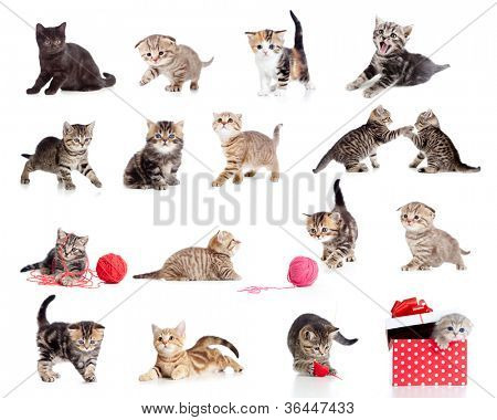 Collezione di gattini adorabili. Little funny cats isolata on white.