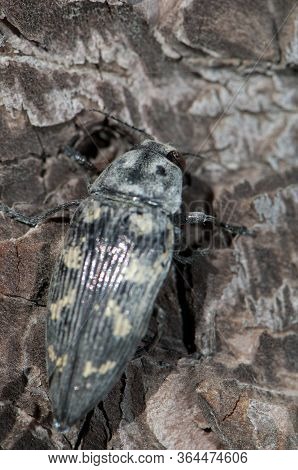 Jewel Beetle Buprestis Bertheloti, Integral Natural Reserve Of Inagua.