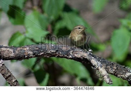 Canary Islands Chiffchaff Phylloscopus Canariensis On A Branch.