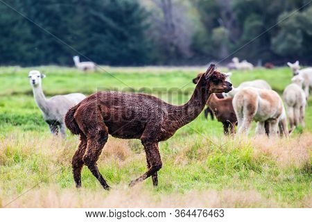  Herd of multi-colored lamas after a haircut is grazed on a green lawn. Animal breeding farm for wool and meat. The concept of exotic, ecological and photo tourism