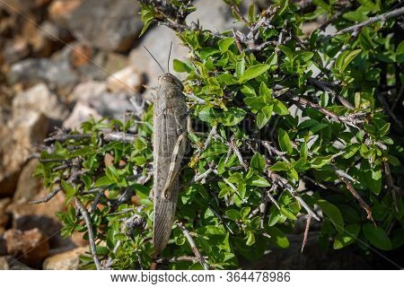 Closeup Of An Egyptian Locust (anacridium Aegyptium) Sitting On A Bush, Cres Croatia