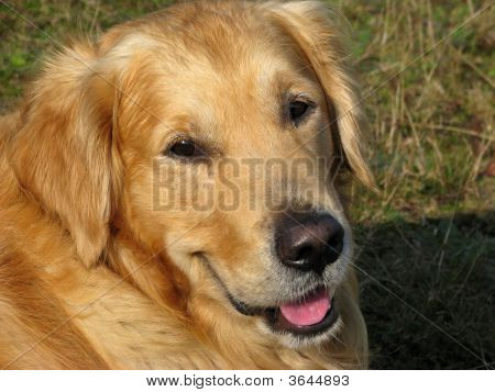 Golden Retriever Close-Up