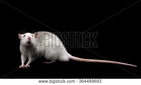 Gray Rat Isolated On Dark Black Background. Rodent Pet. Domesticated Rat Close Up. The Rat Is Lookin