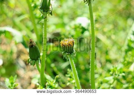Close Yellow Dandelion Flower On The Green Grass Blurred Bokeh Amazing Nature Background. Tranquil M
