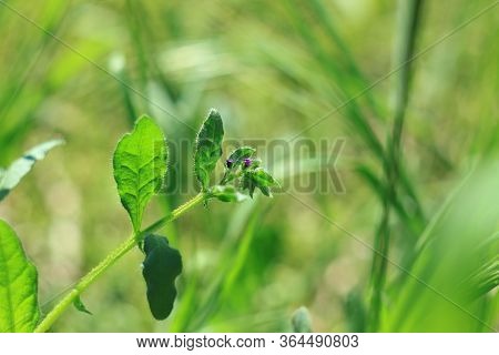 Wild Flowers On The Green Grass Blurred Bokeh Amazing Nature Background. Tranquil Macro Art Wallpape