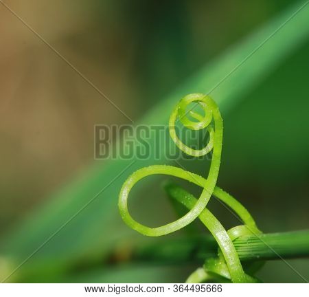 Green Background Made Of Fresh Plants. Natural Texture