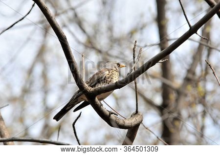 The Fieldfare (turdus Pilaris) Is A Member Of The Thrush Family Turdidae.