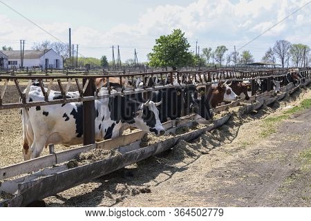 Cows Dairy Farm Outdoors. Cows Eat Feed.