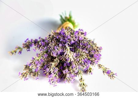 Lavandula Hidcote Isolated On White Background. Wildflowers
