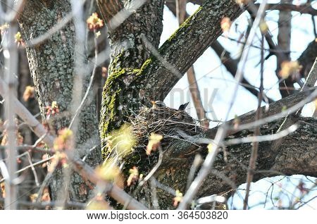 A Bird Hatches Eggs In A Nest. The Fieldfare (turdus Pilaris) Is A Member Of The Thrush Family Turdi