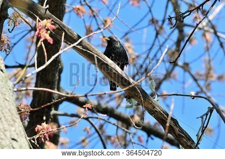The Common Starling, European Starling - Is A Medium-sized Passerine Bird In The Starling Family, St