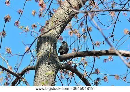 The Common Starling, European Starling - Is A Medium-sized Passerine Bird In The Starling Family, St