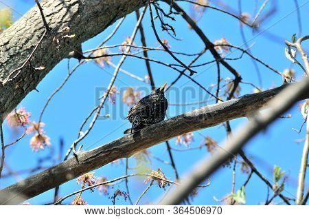 The Common Starling, European Starling - Is A Medium-sized Passerine Bird In The Starling Family, St