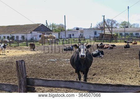 Cows Dairy Farm Outdoors. Cows Graze And Rest In The Paddock. A Bull In The Foreground Is Looking At