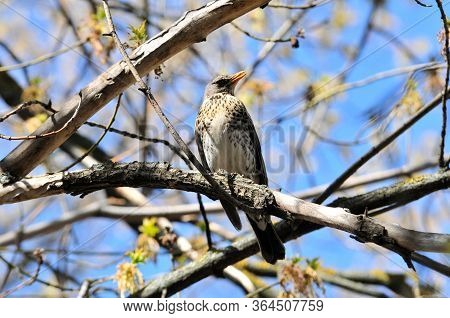 The Fieldfare (turdus Pilaris) Is A Member Of The Thrush Family Turdidae.