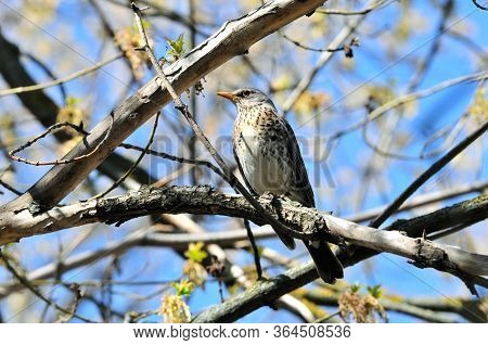 The Fieldfare (turdus Pilaris) Is A Member Of The Thrush Family Turdidae.
