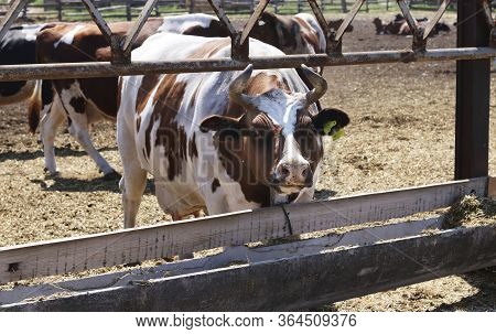 Cows Dairy Farm Outdoors. White-brown Cow Near The Feeding Trough Closeup. Livestock Concept.