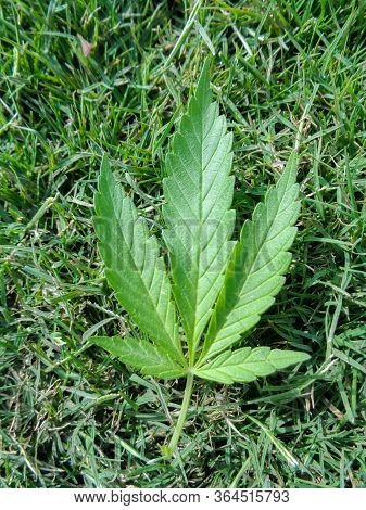 Medical Marijuana Leaf On Green Grass Background