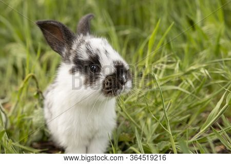 Little White Rabbit In Black Speck On Green Grass On A Summer Day.