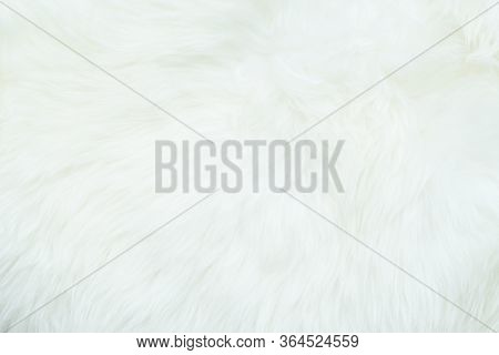 Sheepskin, Lambskin White Background The Hide Of Sheep Or Lamb Skin Rug With Soft Hair Texture On Le
