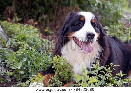 The Dog Of The Bernese Zennenhund Breed Lies In The Grass. Close-up.