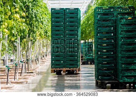 Modern Greenhouse With Tomato Plants. Beautiful Background