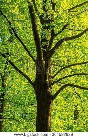 Lush Spring Forest Greenery. Bottom View Of Decidious Tree Illuminate By Sun