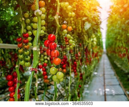 Beautiful Red Ripe Tomatoes Grown In A Greenhouse.
