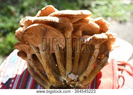 A Whole Piece Of Fresh Type Of Forest Mushroom Named Hribi Or Hills, Freshly Picked. In Direct Sun L
