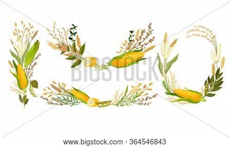 Agricultural Composition With Different Spikelets And Crops Like Corn And Wheatear Vector Set