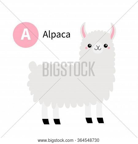 Letter A. Alpaca Llama. Zoo Animal Alphabet. Funny Lama. English Abc With Cute Cartoon Kawaii Funny 