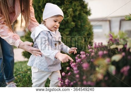 Adorable Little Girl With Mom Smels Pink Flowers From Flowering Tree. Happy Family