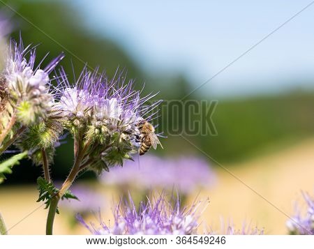 Honey Bee Collecting Pollen And Honey From Lacy Phacelia (phacelia Tanacetifolia) Blue Flowers