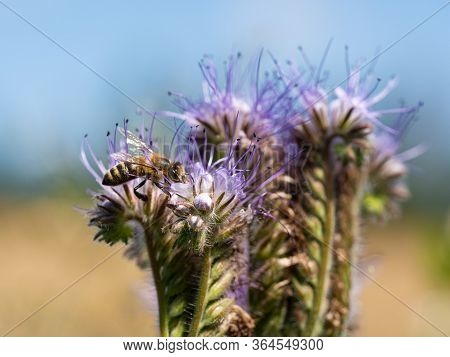Honey Bee Collecting Pollen And Honey From Lacy Phacelia (phacelia Tanacetifolia) Blue Flowers