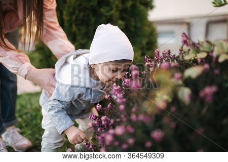 Adorable Little Girl With Mom Smels Pink Flowers From Flowering Tree. Happy Family