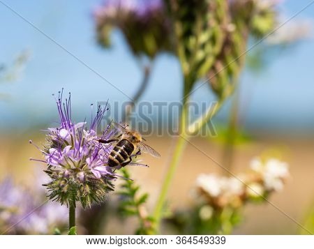 Honey Bee Collecting Pollen And Honey From Lacy Phacelia (phacelia Tanacetifolia) Blue Flowers