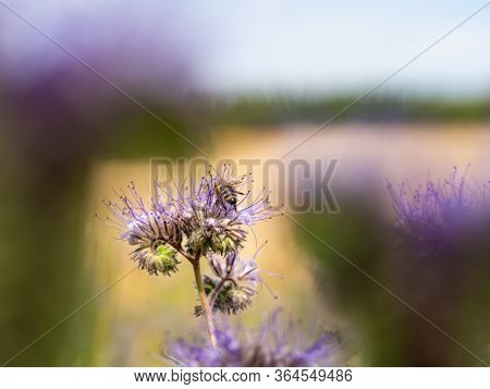 Honey Bee Collecting Pollen And Honey From Lacy Phacelia (phacelia Tanacetifolia) Blue Flowers