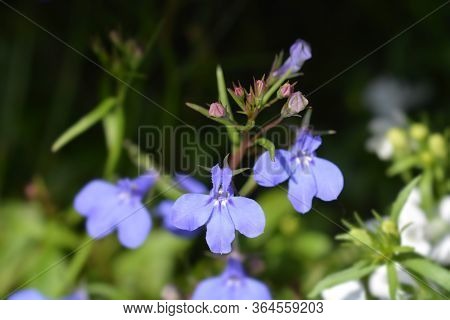 Garden Lobelia Flowers - Latin Name - Lobelia Erinus