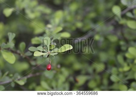 Thunbergs Barberry - Latin Name - Berberis Thunbergii